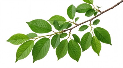 Fototapeta premium Vibrant green cherry tree leaves growing on a slender wooden branch captured with bright natural studio lighting on white background