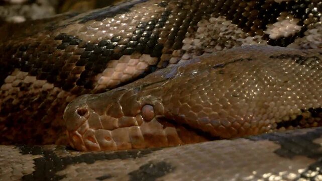 Boa constrictor coiled