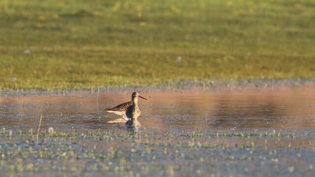 Long-billed dowitchers in non-breeding plumage forage in golden-hour shallows at Shugru Reservoir, Lassen County, California.