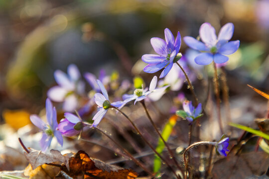 Close-up of blooming liverwort flowers in forest