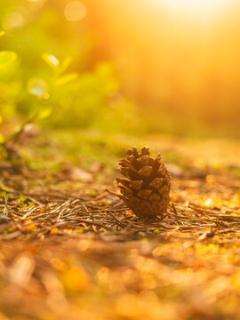 Close-up shot of pine cone on forest land