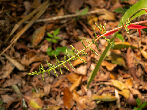 Young Bromelia pinguin Plant in Tikal, Guatemala