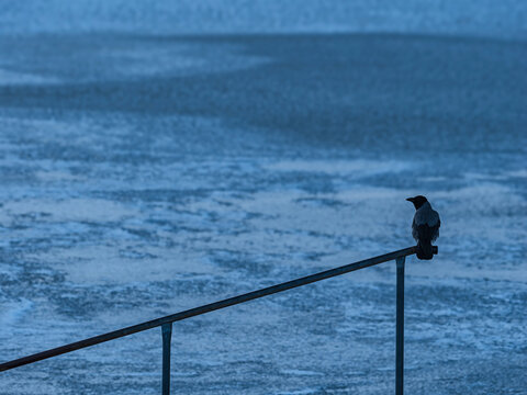Crow perching on railing near sea at dusk