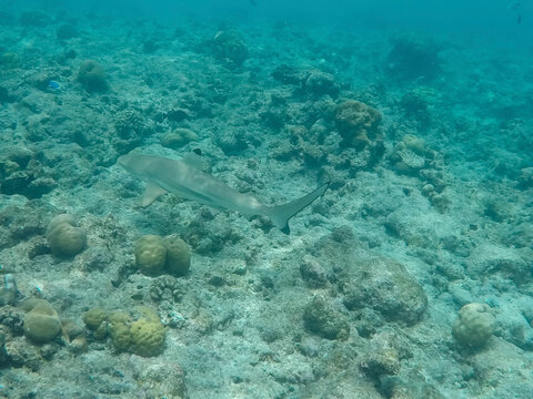 A shark swimming over coral reef in the clear waters of the Maldives