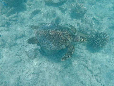 A sea turtle swimming underwater above coral reef