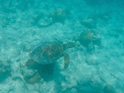 A sea turtle swims over a coral reef