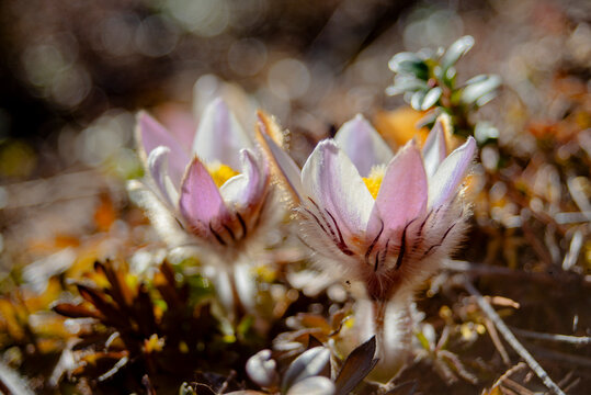 Close-up shot of two purple pasque flowers blooming in garden