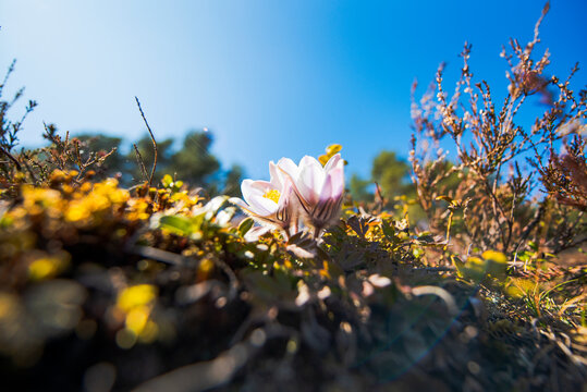 Low angle view two pasque flowers against sky at sunny day