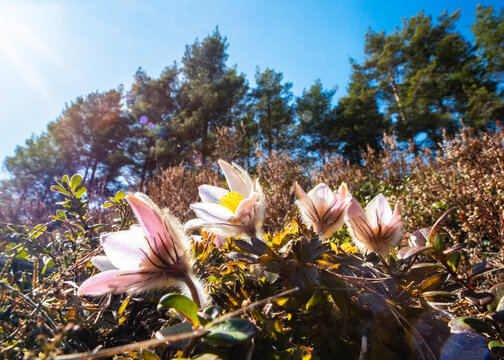 Close-up shot of purple wildflowers blooming under sunlight