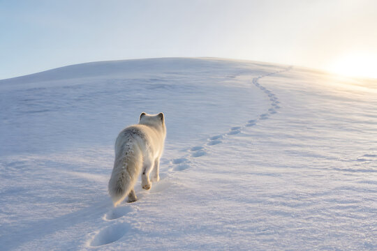 A snow wolf generated by AI
