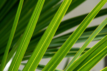 vibrant green palm fronds