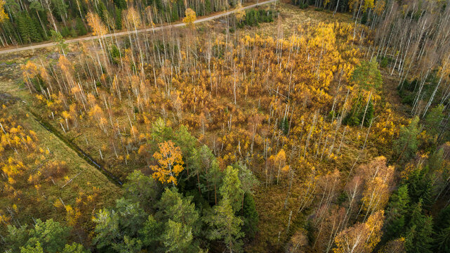 Drone view of deciduous trees in autumn forest