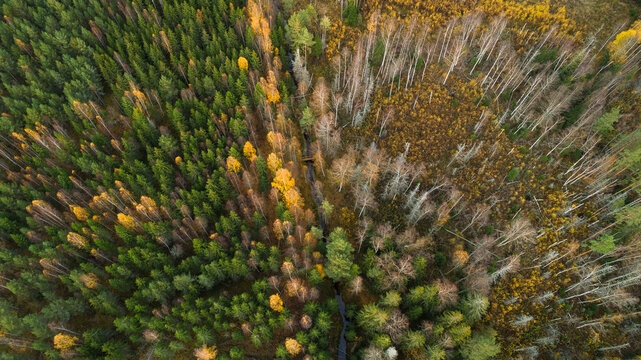 Drone view of abundant deciduous trees in autumn forest