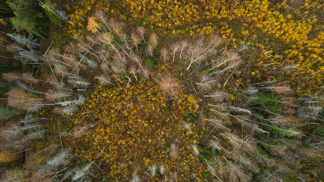 Directly above drone view of abundant deciduous trees in autumn forest
