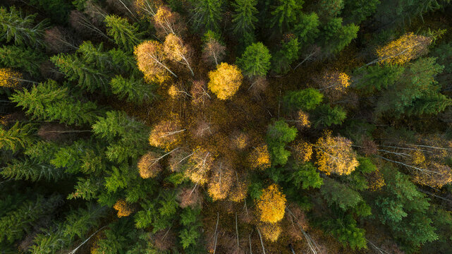 Directly above view of autumn trees in deciduous forest