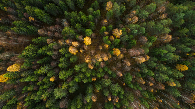 Directly above view of deciduous trees in autumn forest