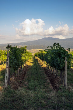 Symmetrical rows of lush green grapevines leading toward distant rolling mountains under cloudy sky