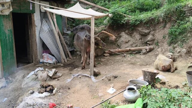 Traditional Rural Farm Life with Buffalo and Livestock