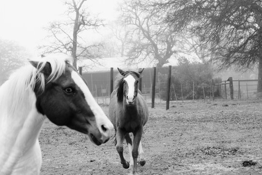 Two horses in a pasture on a foggy morning on a farm in black and white