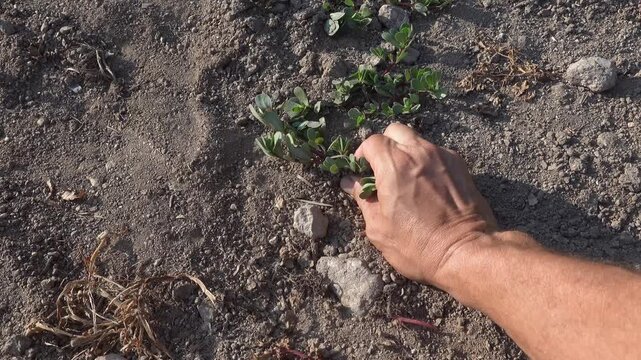 Man cutting edible purslane plant in the garden for fresh harvest