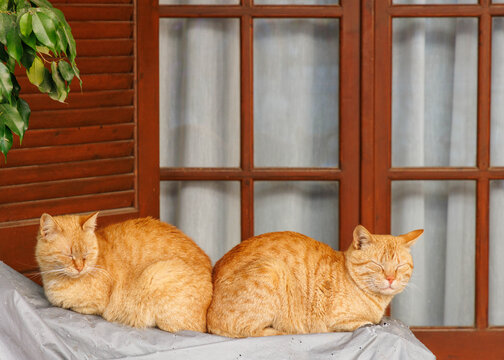 Zwei Katzen im Ort Pelekas auf Korfu in Griechenland