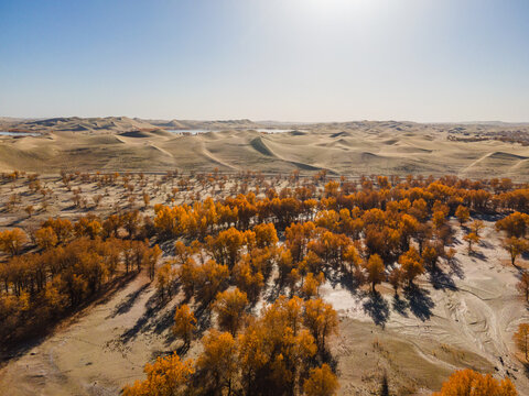 Aerial View of Taklamakan Desert and Tarim River Populus Euphratica Forest in Autumn, Yuli, Xinjiang, China