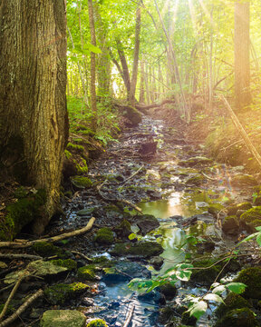 Muddy stream amidst trees in tranquil forest at sunny day