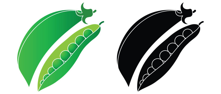 Green peas flat vector illustration. Closed pods, open shells, loose peas, leaves. Vegetable vector illustration.