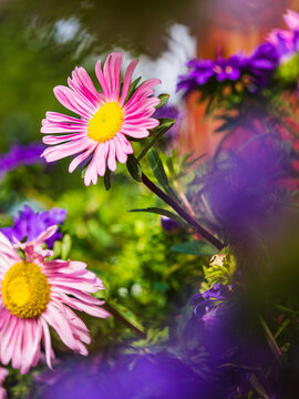 Close-up of beautiful aster flowers in garden