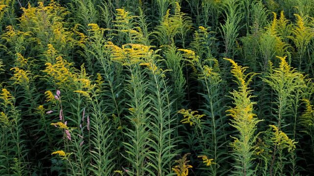 The Canadian goldenrod has taken over the field and displaced all other plants. Yellow flowers in bloom. Invasive species. Solidago gigantea. Ecosystem disruption. Environmental problem. 4K footage.