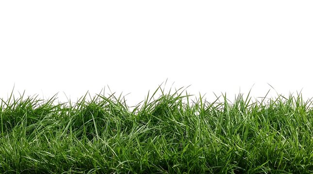 Fresh green grass blades against a clean white background creating a natural border or lawn edge for springtime compositions