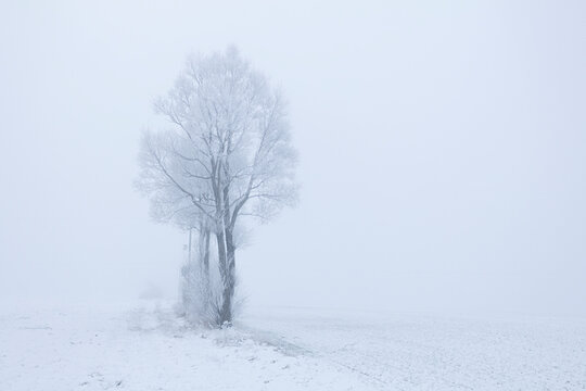 Frozen tree on snow covered land at remote location during blizzard