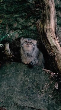 Pallas's Cat Sitting on Rock and Licking Lips Front View
