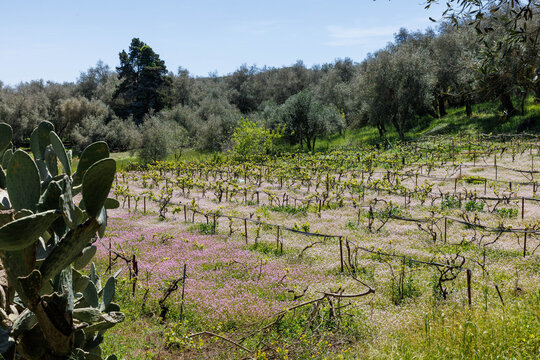 Weinanbau auf Korfu in Griechenland
