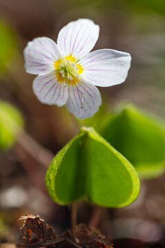 Close-up of white wood sorrel with green leaf