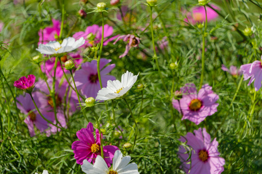 Blooming white and pink cosmos flowers in sunny autumn field with green foliage bokeh background