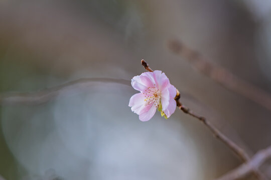 Close up of blooming pink cherry blossom sakura flower on branch with soft focus bokeh background and copy space in spring