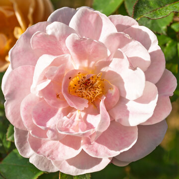 Close up of blooming soft pink rose flower with delicate petals and golden stamen in sunny garden