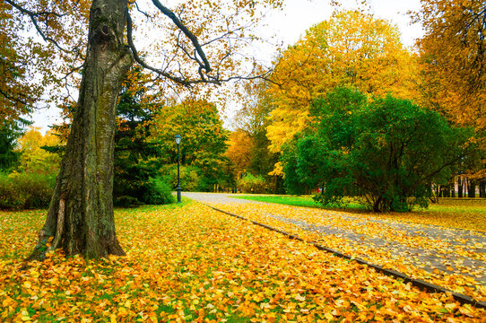 Autumn park landscape in October cloudy day -a pathway with a large tree trunk overlooking a paved walk covered in yellow and orange fallen leaves