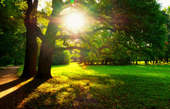Sunny September park landscape, a large old oak tree glowing under bright sunburst glare shining through wide spreading branches, early autumn park nature background at sunset