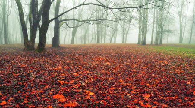 Autumn foggy park trees in heavy mysterious fog, bright red fallen leaves on the ground, spooky city park panoramic landscape with Halloween atmosphere
