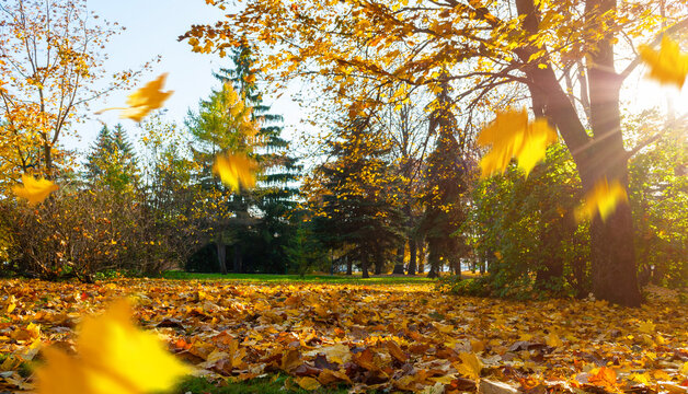 Autumn city park panoramic landscape with spreading trees. Bright sun flare illuminating golden maple fallen leaves covering the ground, and swirling yellow leaves slowly falling down