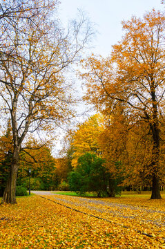 Autumn park alley landscape in cloudy October evening - autumn tree foliage with bright yellow fallen leaves bordering a covered park path