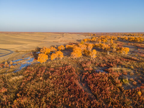 Aerial View of Taklamakan Desert and Tarim River Populus Euphratica Forest in Autumn, Yuli, Xinjiang, China