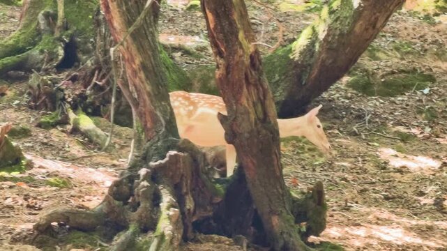 Deer walks through a forest with large trees and green moss during daylight hours