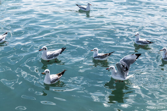 Seagulls Playing on Qinghai Lake, China