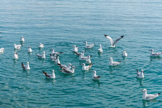 Seagulls Playing on Qinghai Lake, China