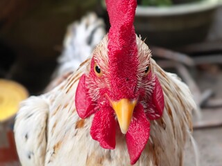 Front-facing close-up portrait of a rooster with a vivid red comb, golden eyes, orange beak, and textured white feathers against a softly blurred background. © Ramla