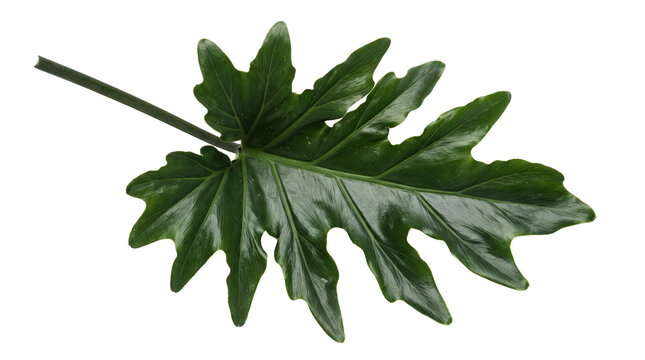 Tropical philodendron selloum leaf isolated on white background. Exotic green foliage with jagged edges. Lush botanical leaf for design.