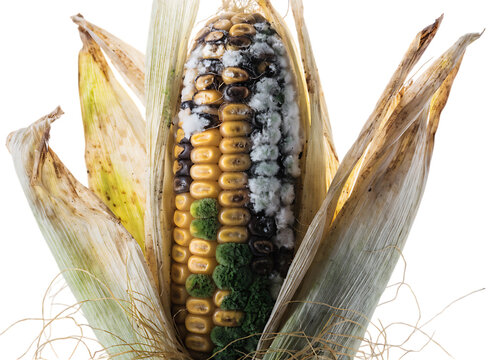 A single ear of corn with dry husks, showing kernels covered in white and green mold, indicating spoilage and decay, isolated on a transparent background